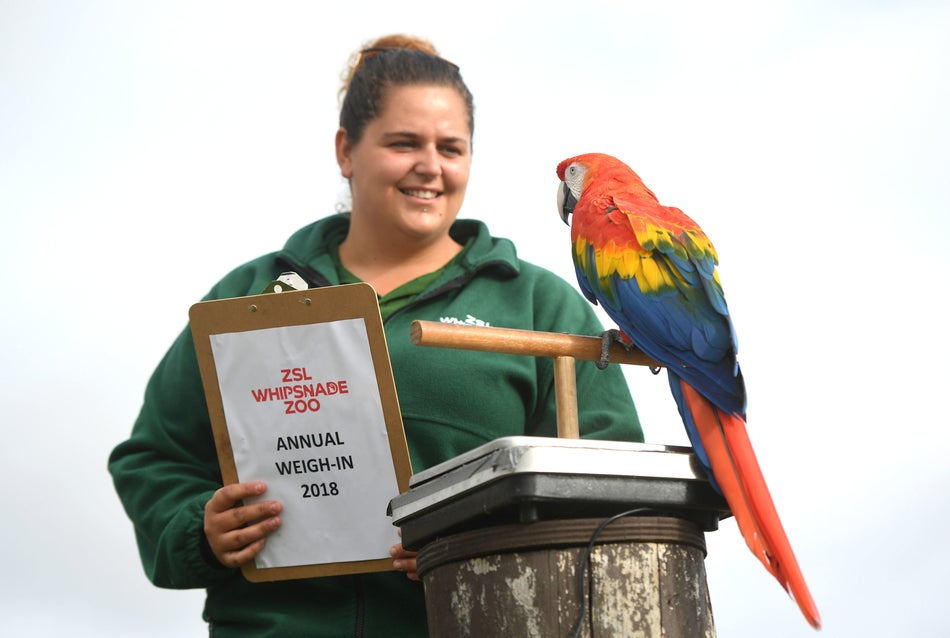Inca, the scarlet macaw is weighed by keeper Rebecca Feenan.