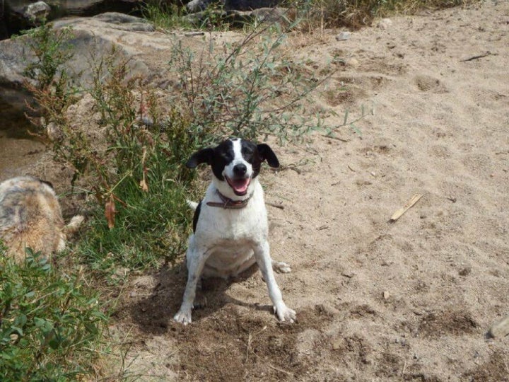 Lili is partially-sighted and looking for a forever home.