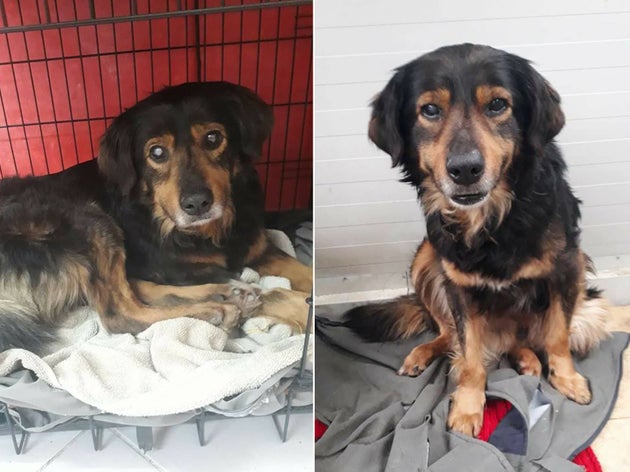 Fredy is one of the dogs looking for a home. 