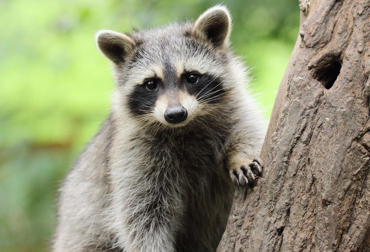 Yes, this raccoon is ridiculously cute, but it’s best to just appreciate wildlife from a respectful distance.