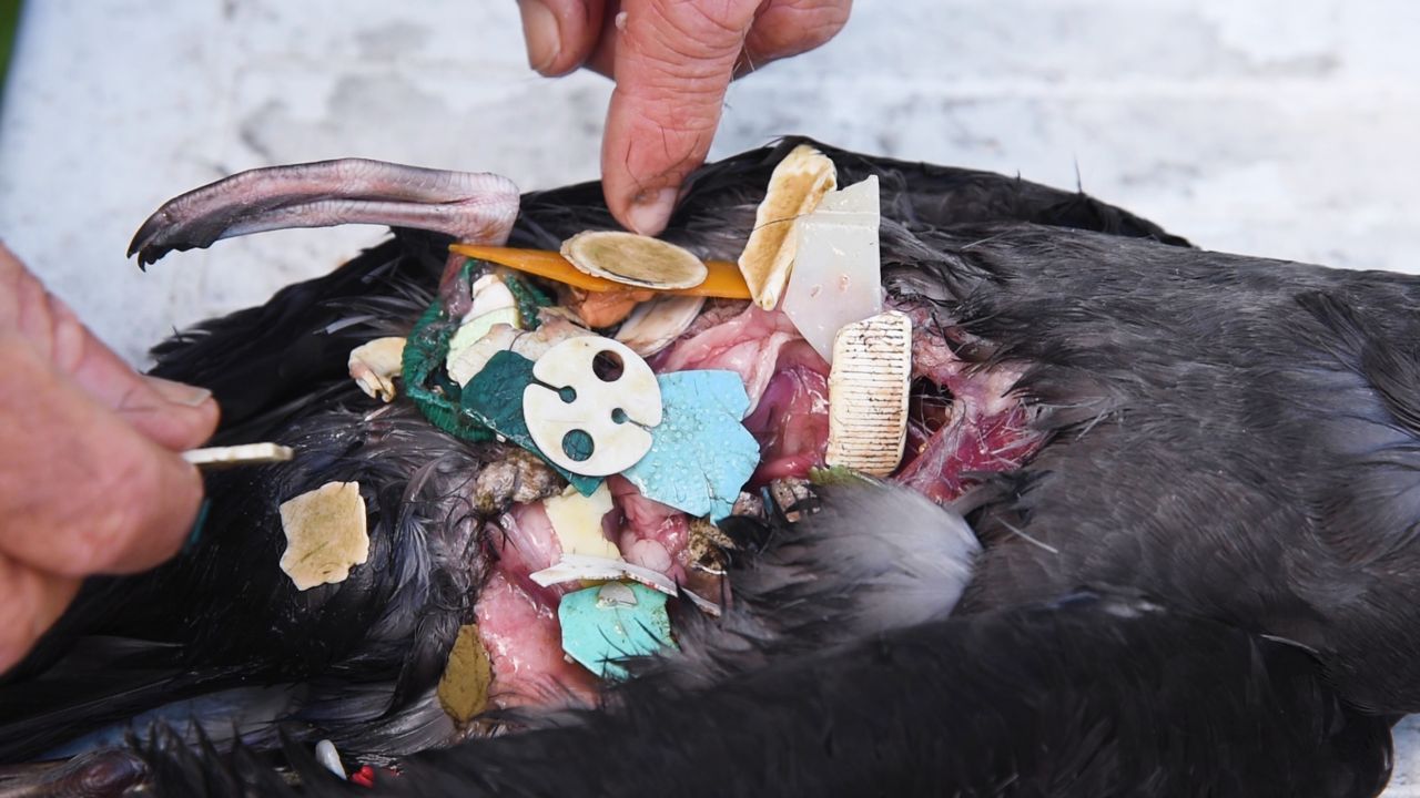 A bird's stomach, full of plastic debris.