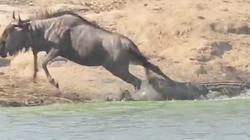 Krokodil will Gnu fressen – dann greifen zwei Nilpferde