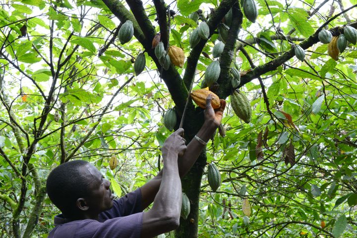 A cocoa farmer collects cacao pods in Gagnoa, Ivory Coast. It takes a lot of work between harvesting these pods and turning them into chocolate bars.
