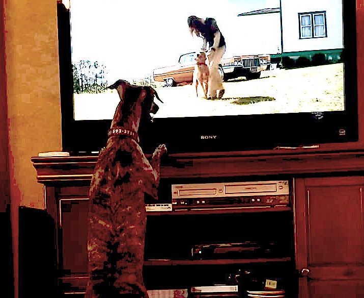 Peggy King of Las Vegas says her whippet, Wepa, enjoys watching other dogs on TV.