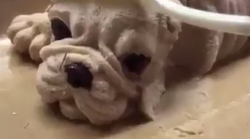 Ihr denkt, das sei ein süßer Welpe? Seht besser noch einmal genau