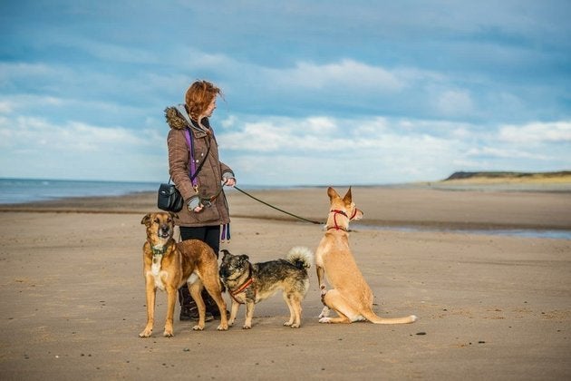 Die Gründerin der Hunde-Hilfsorganisation Katy Orton mit ihren Hunden.