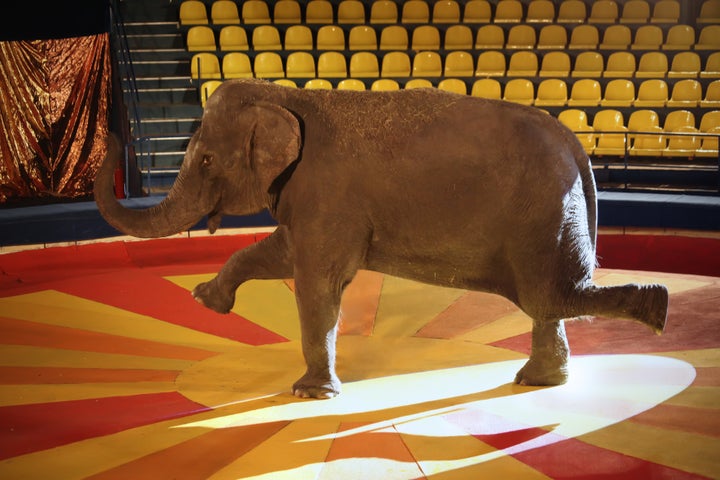 "I wish it hadn’t taken me a year to understand that no wild animal belongs in a circus or that animal sanctuaries are the best solution once a wild animal is taken from their natural environment."