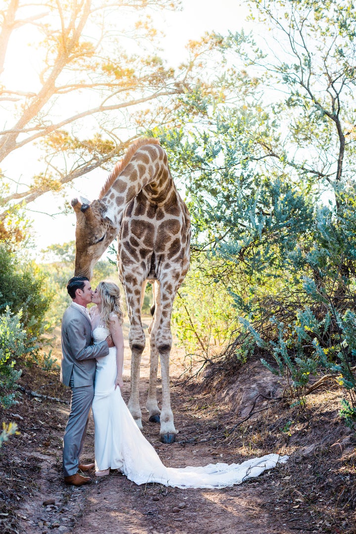 Just a little congratulatory nuzzle for the happy couple.