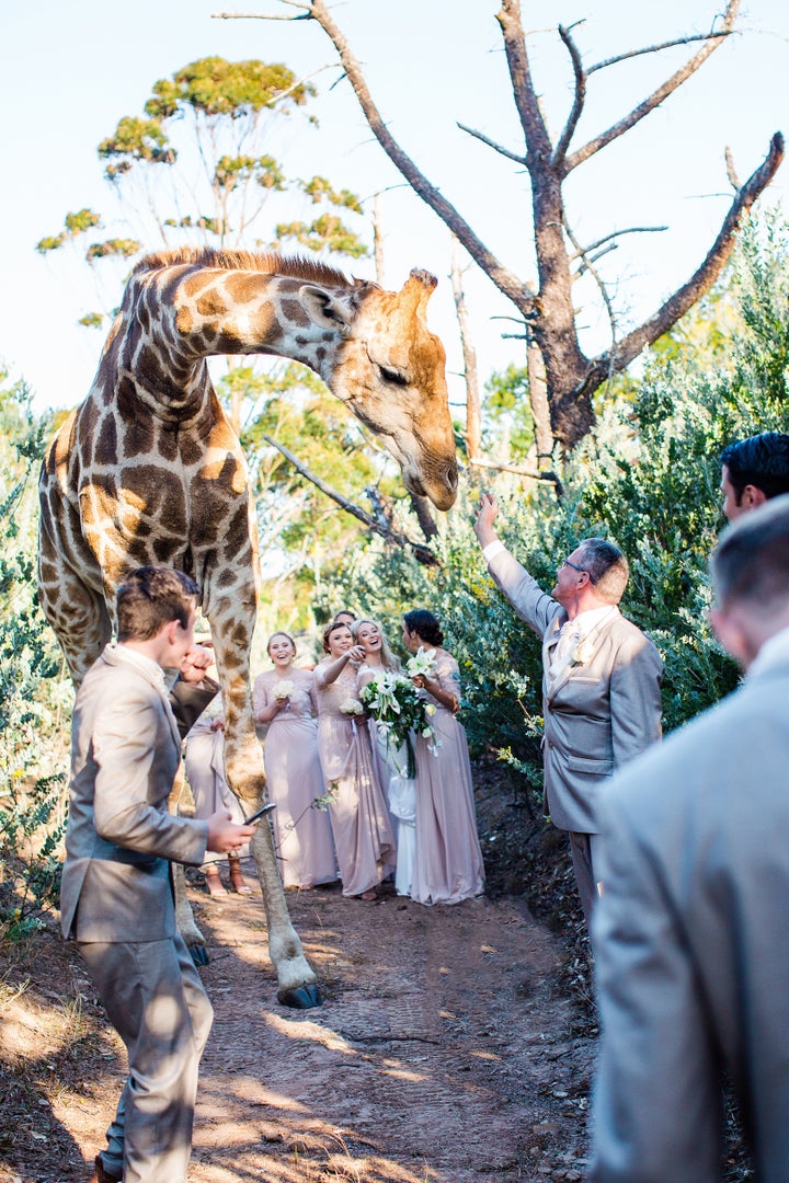 Abby the giraffe freely roams the Areena Riverside Resort in East London, South Africa, and apparently gravitates to human visitors.