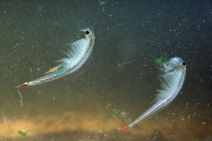 Adult male and female fairy shrimp.