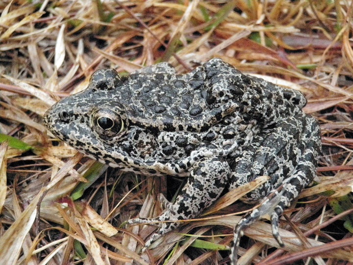 The endangered dusky gopher frog.