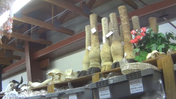 Giraffe feet and partial legs for sale at Atlantic Coral Enterprises in St. Augustine, Florida, in March.