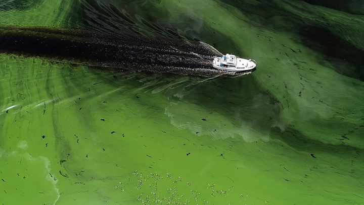 Some algae blooms produce toxins that can cause severe respiratory problems if we inhale them -- and gastrointestinal and neurological problems if we eat seafood or drink water contaminated with them.