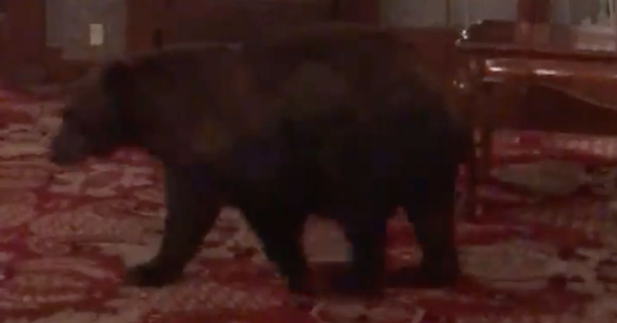 Black Bear Wanders Into The Hotel That Inspired 'The Shining ...