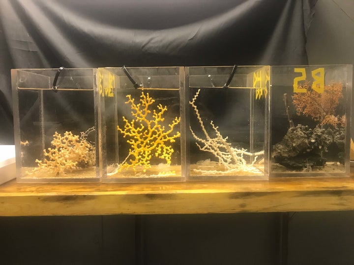 Different species of corals sit in tanks aboard the R/V Atlantis on Saturday.