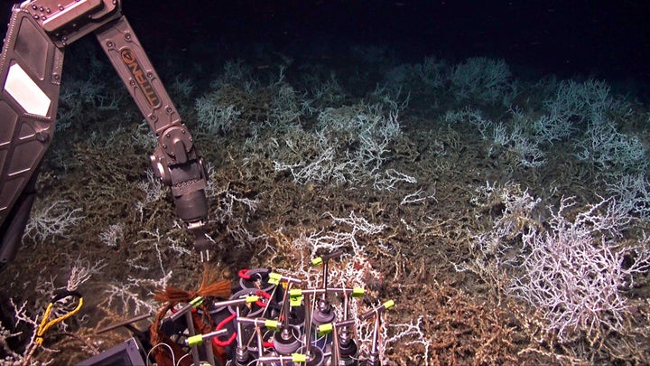 Scientists aboard the research ship Atlantis have discovered a dense coral reef off the coast of South Carolina. This picture was taken Friday by cameras mounted on the deep-sea submersible Alvin.
