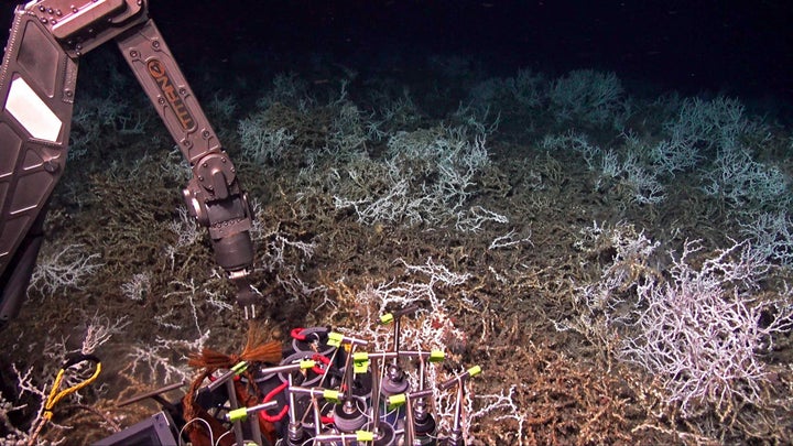 In August, scientists aboard the research ship Atlantis discovered a dense coral reef off the coast of South Carolina. This picture was taken by cameras mounted on the deep-sea submersible Alvin. 