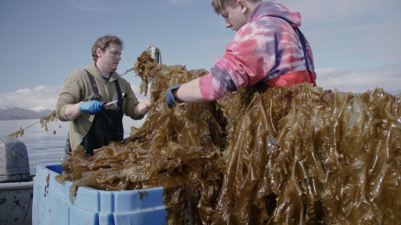 Kelp farmers harvesting in Kodiak, Alaska.