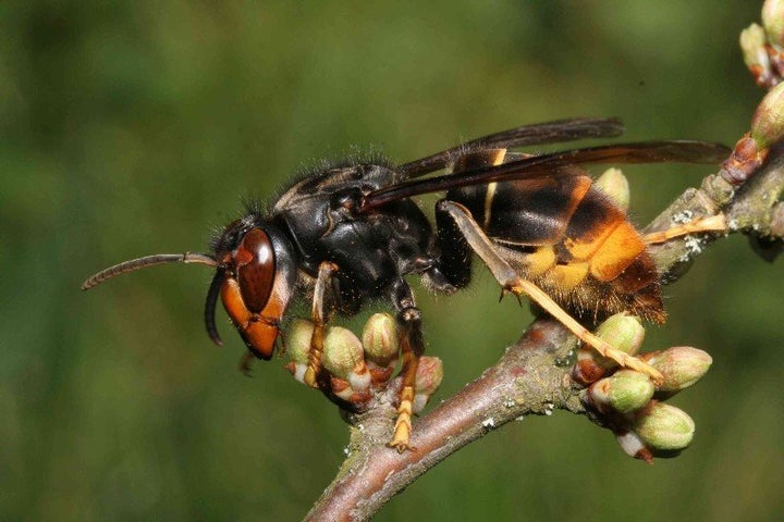 An Asian hornet