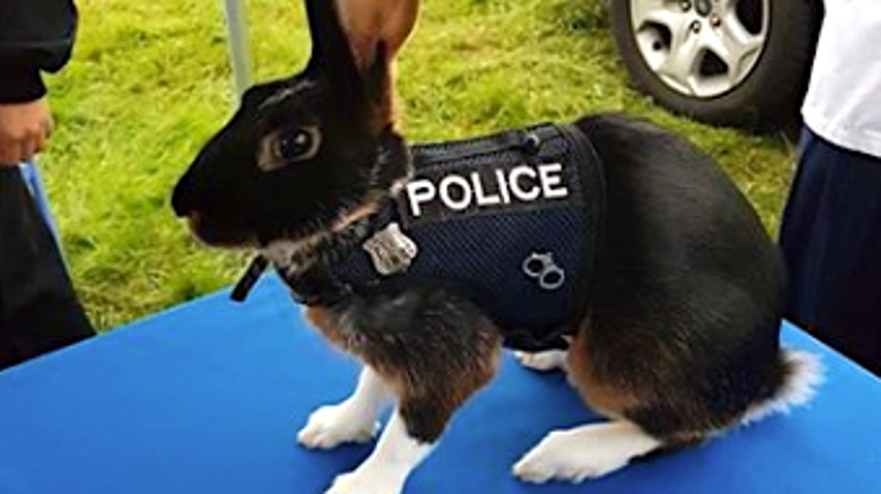 This Uniformed 'Police Rabbit' Is Making The Internet Hop With Joy ...