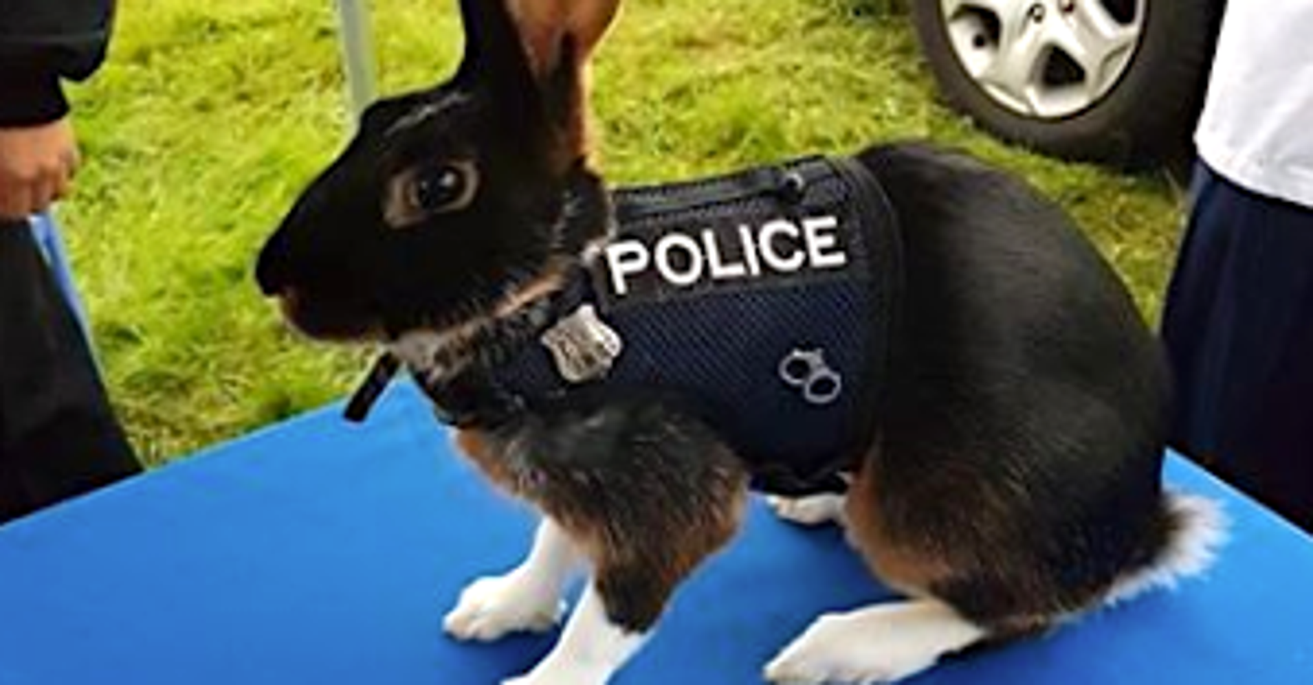 This Uniformed 'Police Rabbit' Is Making The Hop With Joy