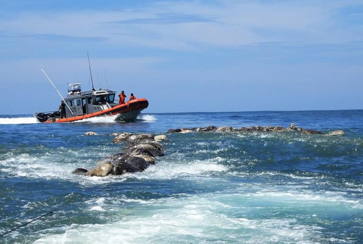 About 300 sea turtles were found dead in a fishing net in the municipality of Santa Maria Colotepec, Mexico