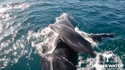 Walkuh will Junges vor Bullen schützen – dann kommt eine Gruppe