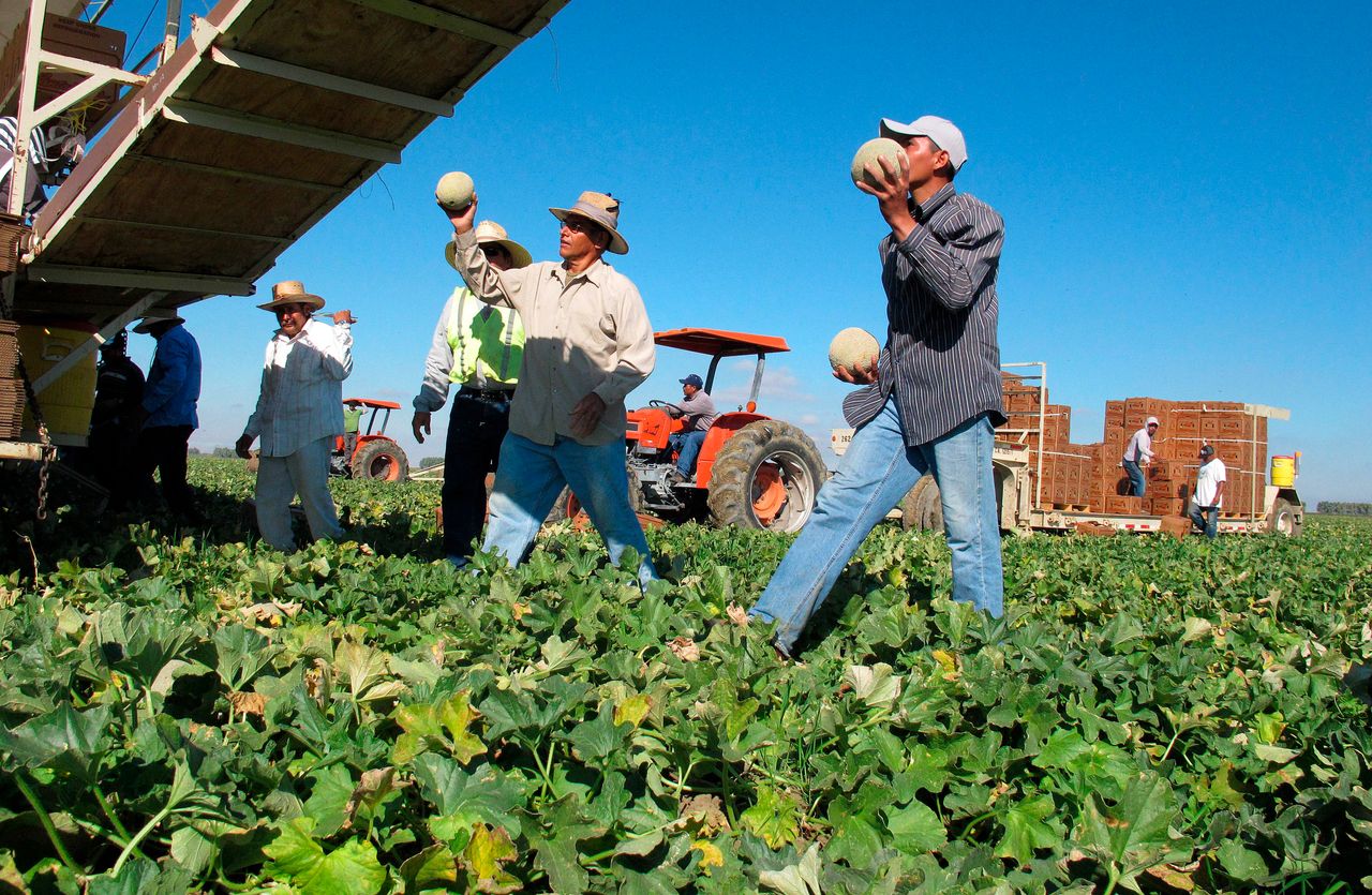 Workers harvest and package cantaloupes near Firebaugh, California. 