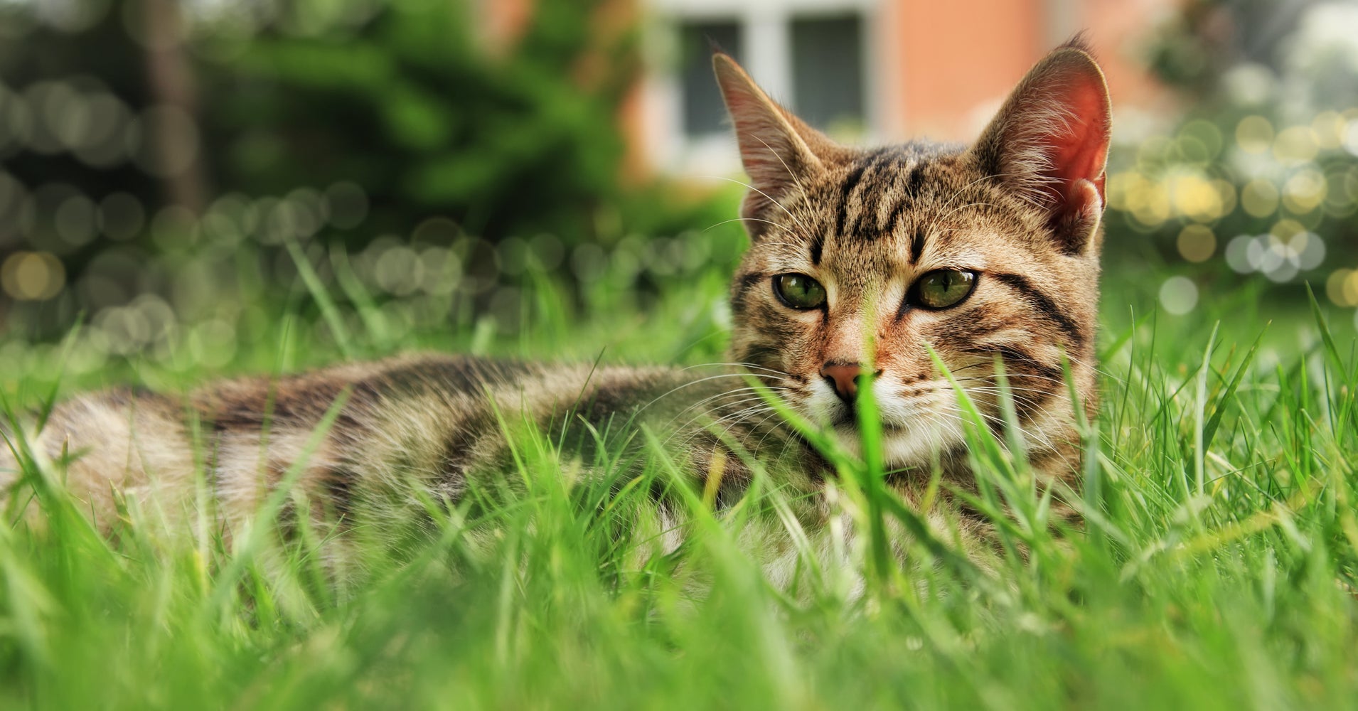 This New Zealand Village May Ban Cats HuffPost this-new-zealand-village-may-ban-cats-huffpost