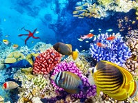 As Climate Change Ravages The Great Barrier Reef, Tourists Flock