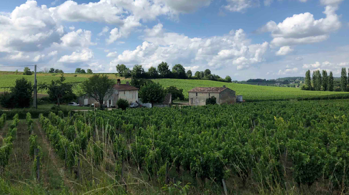 The vineyards outside Saint Emilion — one of the principal red wine areas of Bordeaux. Changes are coming here.