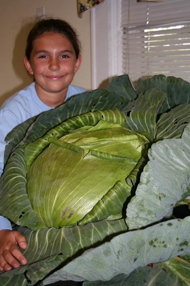 Katie and her giant cabbage.