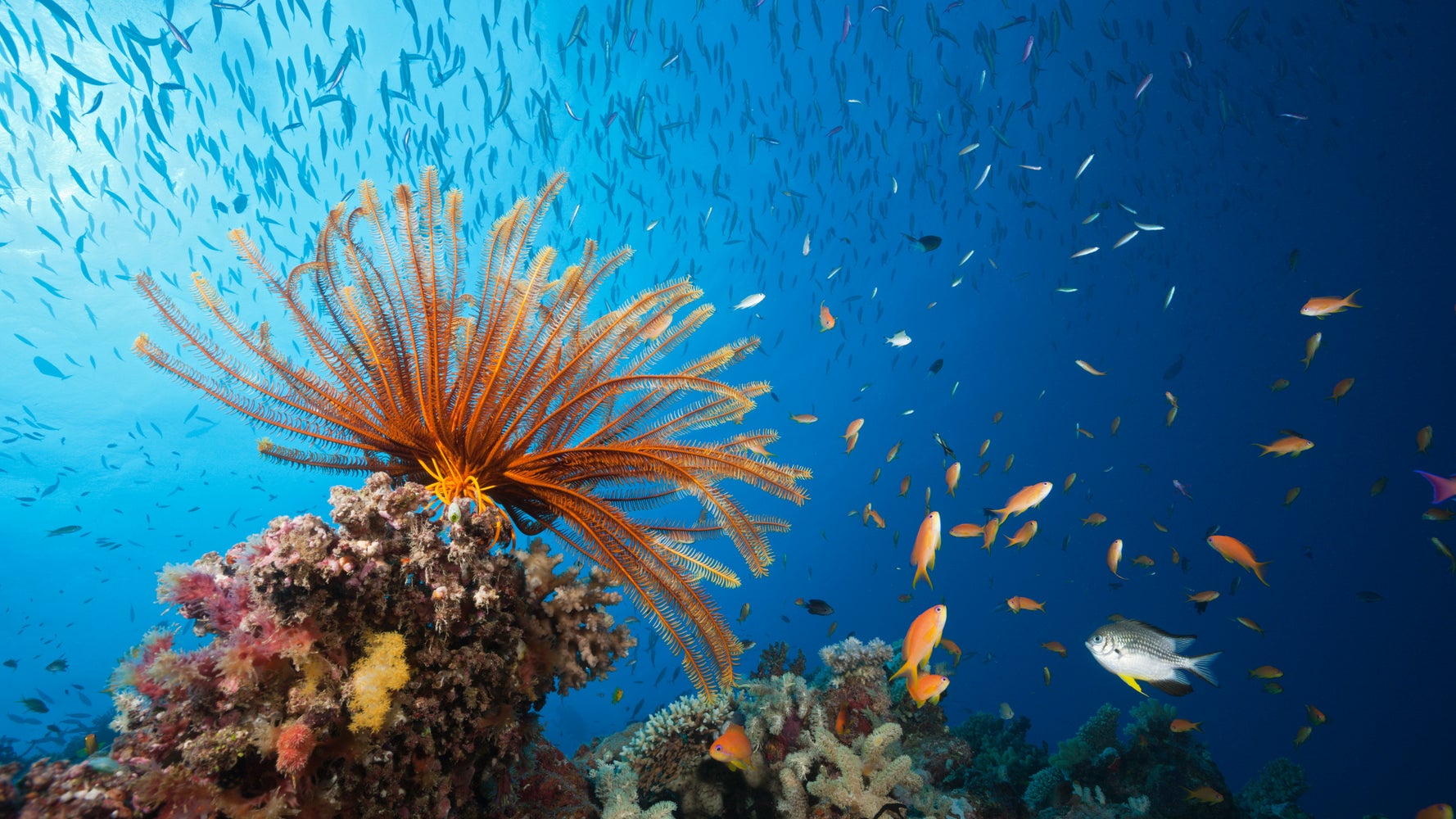 As Climate Change Ravages The Great Barrier Reef, Tourists Flock To Say ...