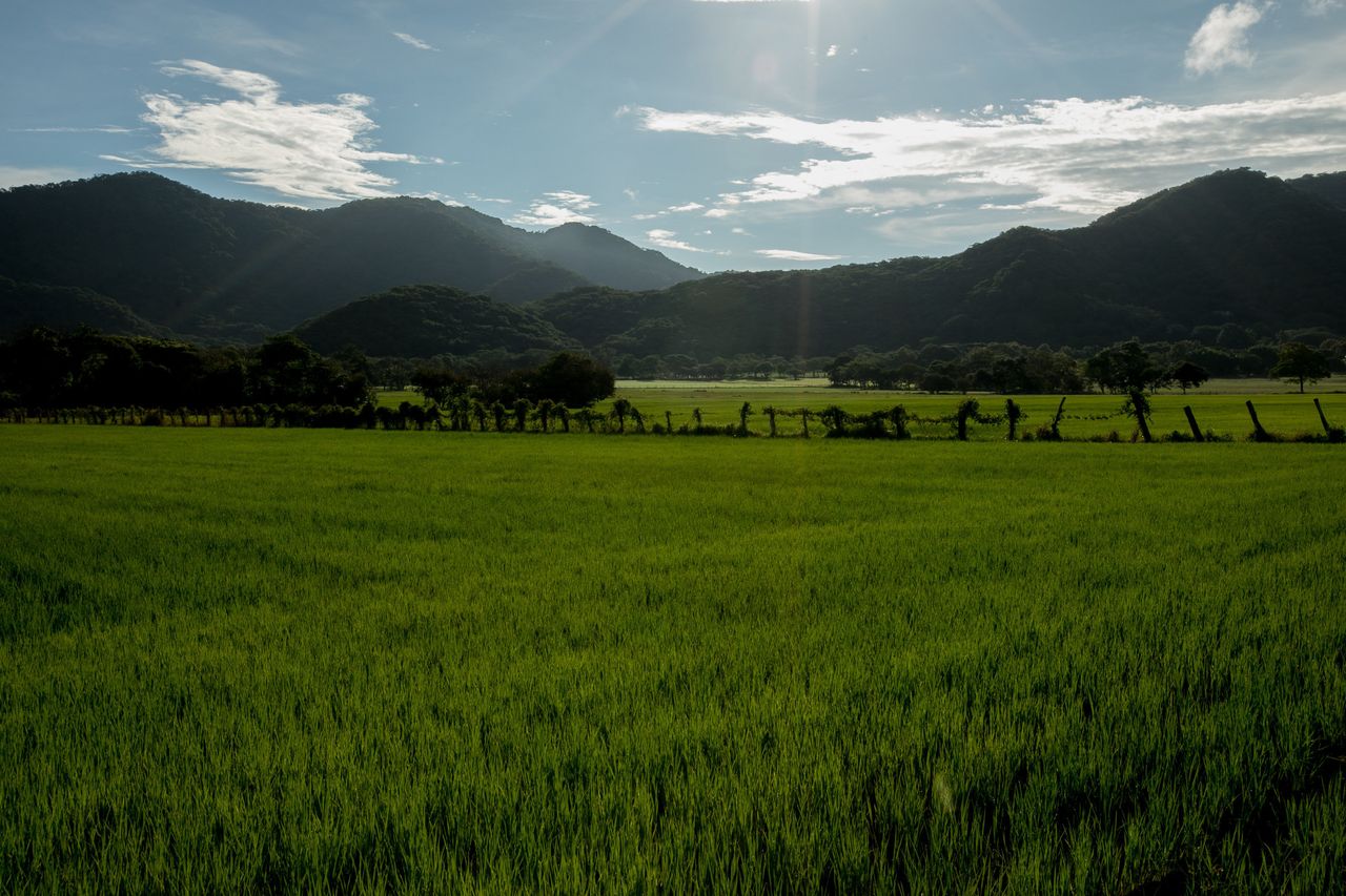 Rice field outside Nicoya, Guanacaste, Costa Rica