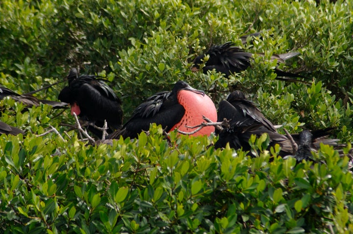 UNITED STATES - June 2023: Ibis spend time catching bugs in the abandoned  village of Portsmouth. Hurricane Dorian, which made landfall on September 6  Stock Photo - Alamy