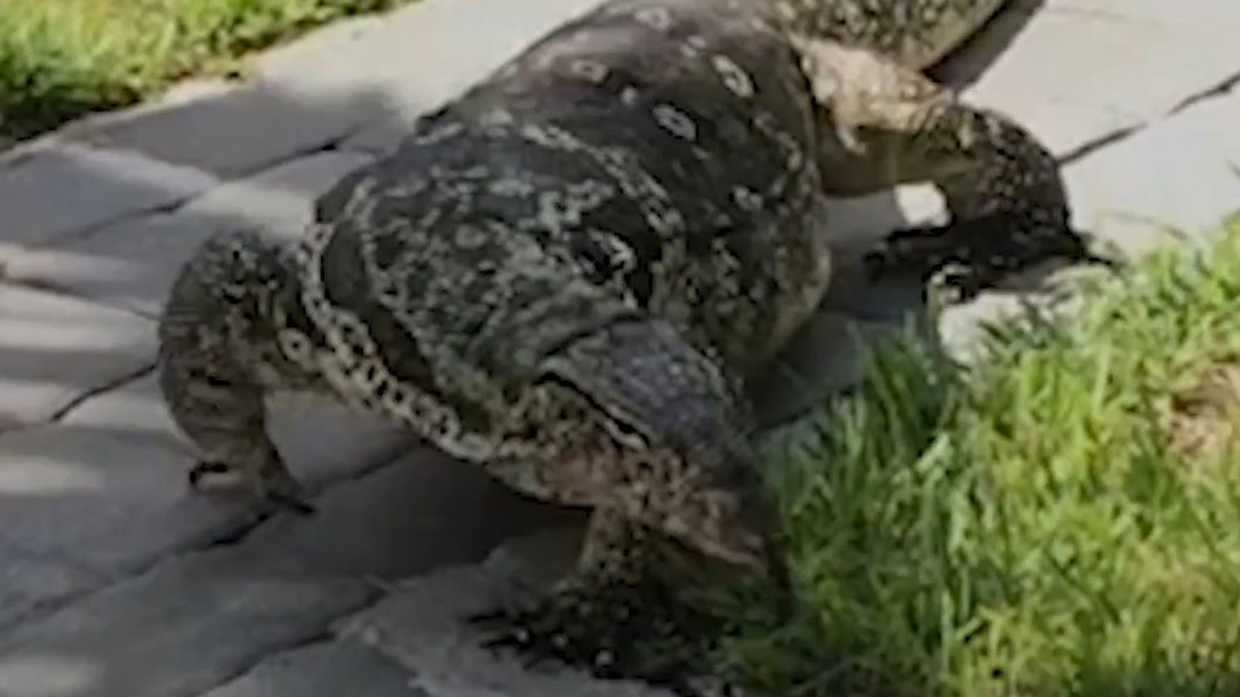 Monster' lizard is menacing a family in their backyard. Even