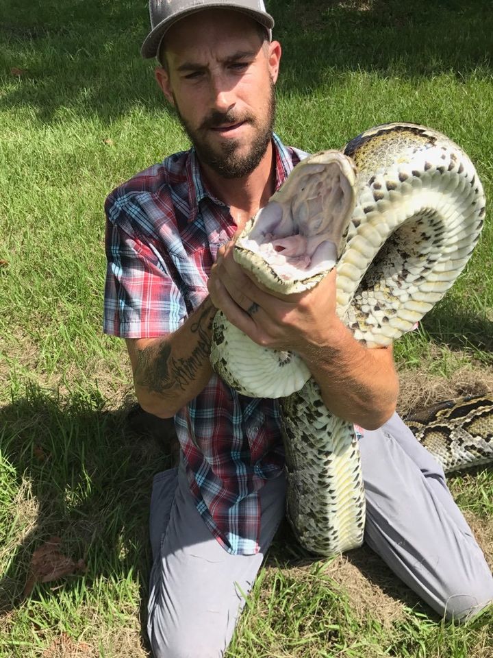 Mike Kimmel, a state-contracted python hunter in the Everglades, said that, although he prefers to focus on catching snakes, he's "not going to let this huge lizard run free."