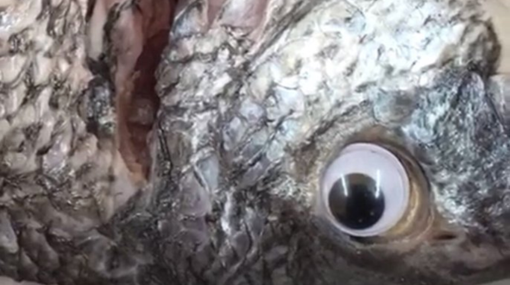 Store Caught Sticking Googly Eyes On Fish To Make Them Look Fresh