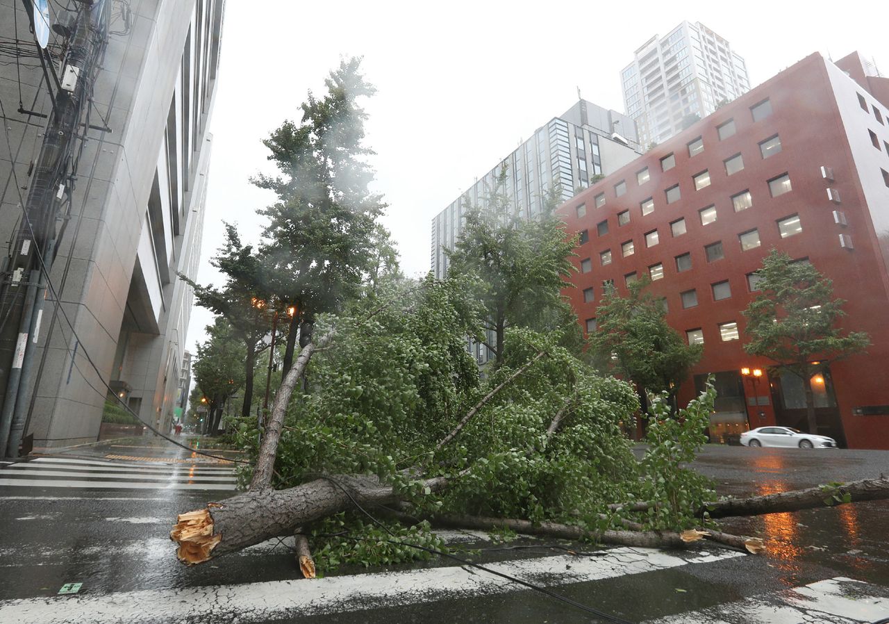 A fallen tree from strong winds lies on Midosuji street in central Osaka on September 4, 2018, as Typhoon Jebi made landfall around midday in southwestern Japan.