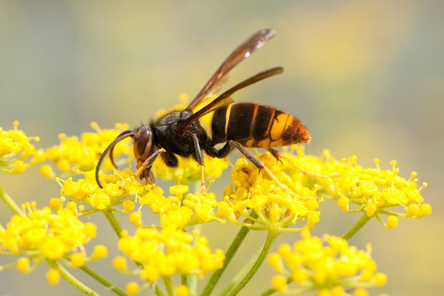 Honey Bee Killing Asian Hornet Spotted In Cornwall Huffpost Uk 2870