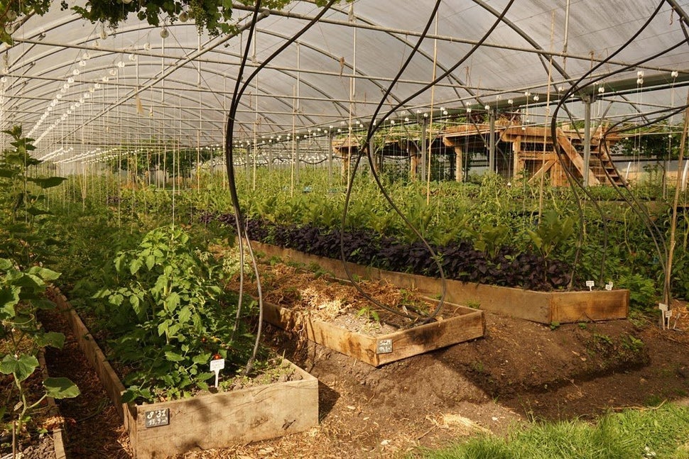 Growing under glass at Bec Hellouin Farm.