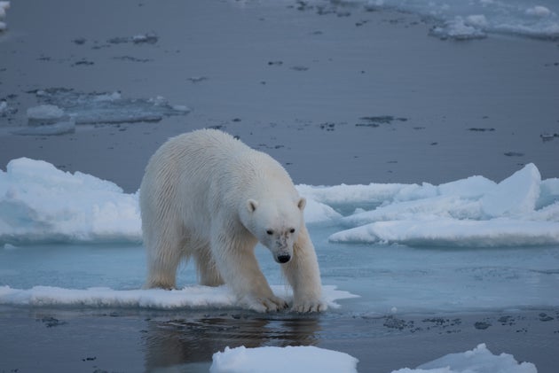 A polar bear stepping onto sea ice. Melting Arctic sea ice may not only threaten the habitat of animals...