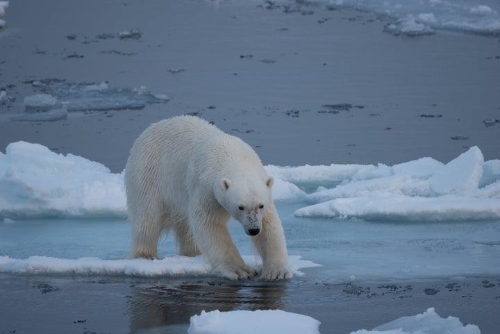 A polar bear stepping onto sea ice. Melting Arctic sea ice may not only threaten the habitat of animals like polar bears but could also create areas of dark water that absorb more heat.