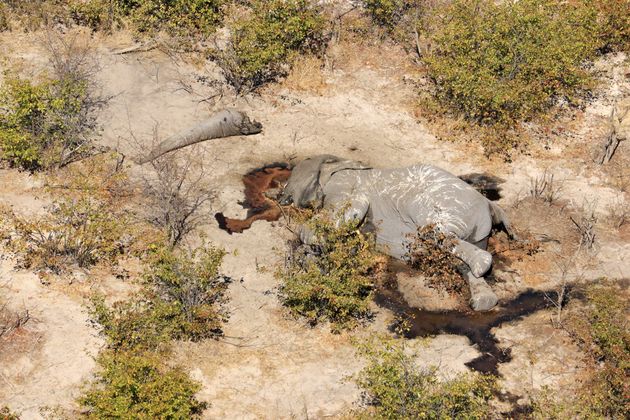 El cadáver de un elefante es fotografiado por la organización Elephants Without Borders durante un censo reciente de estos animales en Botsuana.