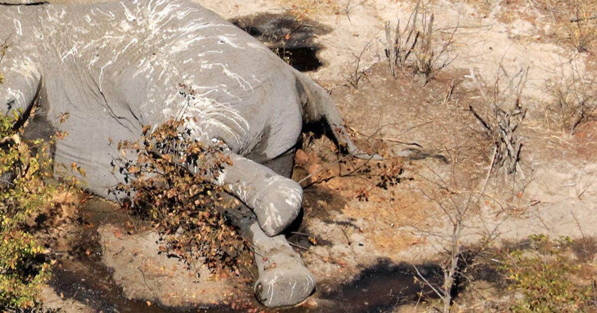 Elephant Massacre Underway In Botswana As Poachers Kill 90 Huffpost Uk World News 