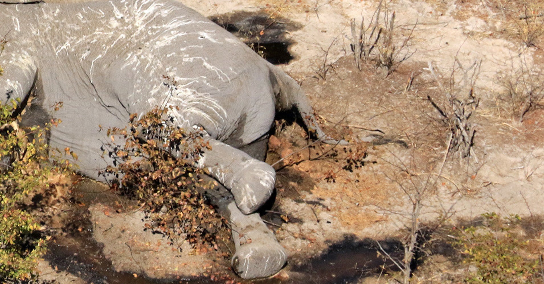 Elephant Massacre Underway In Botswana As Poachers Kill 90 HuffPost
