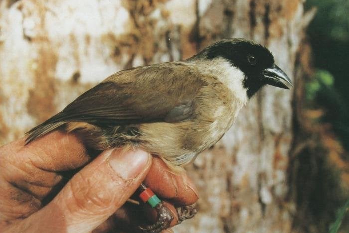 Researchers have confirmed that the po'ouli or black-faced honeycreeper, once endemic to the island of Maui in Hawaii, i
