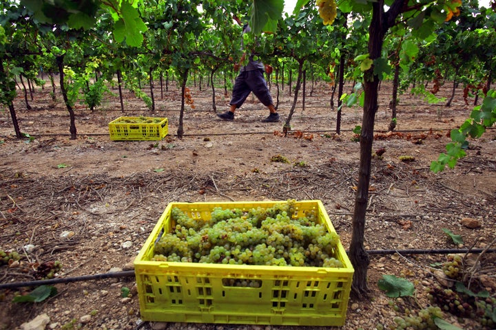 An Israeli winemaker harvests a variety of white grapes on Aug. 1.