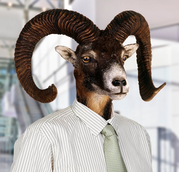 Goatman Is Hairy Horny And This Bah H Hdass Won T Go Away Huffpost