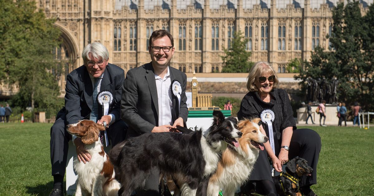 Border Collies Boomer And Corona Sweep To Victory In Westminster Dog